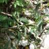 Fotografia 8 da espécie Antirrhinum braun-blanquetii do Jardim Botânico UTAD