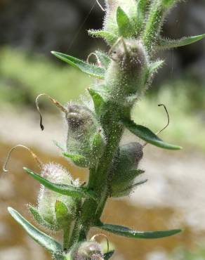 Fotografia 9 da espécie Antirrhinum braun-blanquetii no Jardim Botânico UTAD