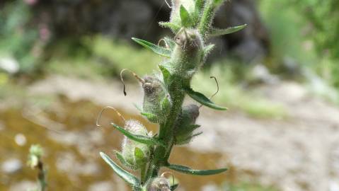 Fotografia da espécie Antirrhinum braun-blanquetii