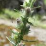 Fotografia 9 da espécie Antirrhinum braun-blanquetii do Jardim Botânico UTAD