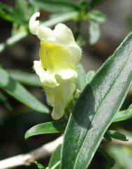 Antirrhinum braun-blanquetii