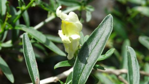 Fotografia da espécie Antirrhinum braun-blanquetii