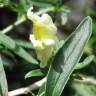 Fotografia 1 da espécie Antirrhinum braun-blanquetii do Jardim Botânico UTAD