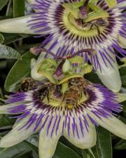 Fotografia da espécie Passiflora caerulea