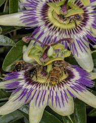 Passiflora caerulea