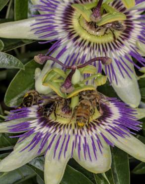 Fotografia 1 da espécie Passiflora caerulea no Jardim Botânico UTAD