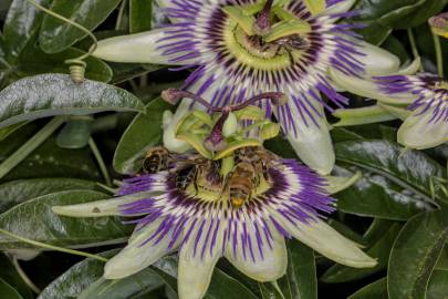 Fotografia da espécie Passiflora caerulea