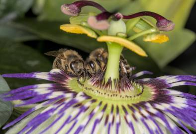 Fotografia da espécie Passiflora caerulea