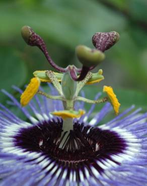 Fotografia 3 da espécie Passiflora caerulea no Jardim Botânico UTAD