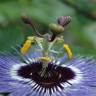 Fotografia 3 da espécie Passiflora caerulea do Jardim Botânico UTAD