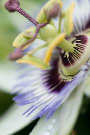 Fotografia da espécie Passiflora caerulea