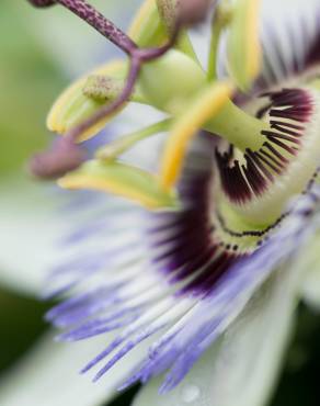 Fotografia 4 da espécie Passiflora caerulea no Jardim Botânico UTAD