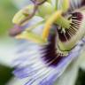 Fotografia 4 da espécie Passiflora caerulea do Jardim Botânico UTAD