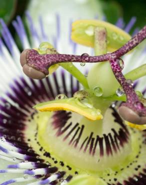 Fotografia 5 da espécie Passiflora caerulea no Jardim Botânico UTAD