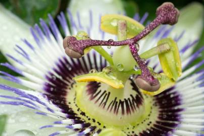 Fotografia da espécie Passiflora caerulea