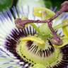 Fotografia 5 da espécie Passiflora caerulea do Jardim Botânico UTAD