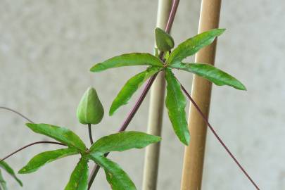 Fotografia da espécie Passiflora caerulea