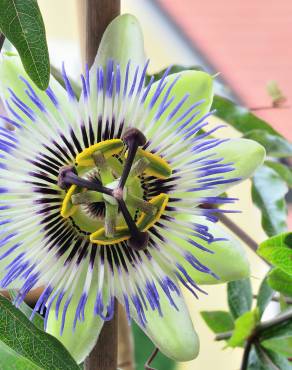 Fotografia 7 da espécie Passiflora caerulea no Jardim Botânico UTAD