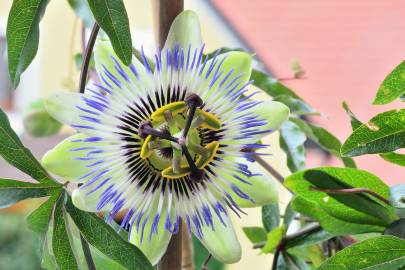 Fotografia da espécie Passiflora caerulea