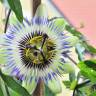 Fotografia 7 da espécie Passiflora caerulea do Jardim Botânico UTAD