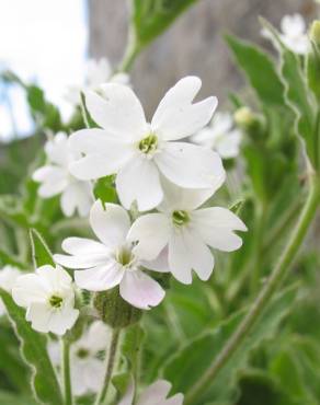 Fotografia 11 da espécie Silene marizii no Jardim Botânico UTAD