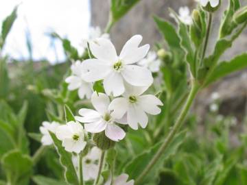 Fotografia da espécie Silene marizii