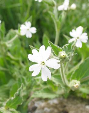 Fotografia 14 da espécie Silene marizii no Jardim Botânico UTAD