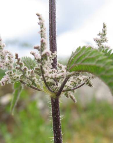 Fotografia de capa Urtica dioica - do Jardim Botânico