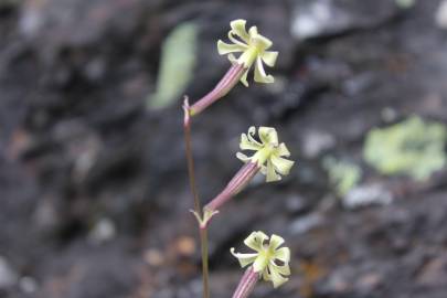 Fotografia da espécie Silene legionensis