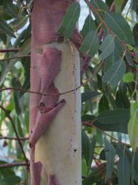 Fotografia da espécie Eucalyptus globulus