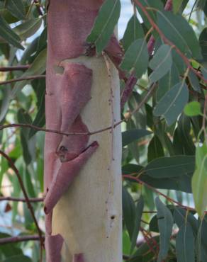 Fotografia 16 da espécie Eucalyptus globulus no Jardim Botânico UTAD