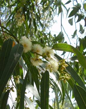 Fotografia 15 da espécie Eucalyptus globulus no Jardim Botânico UTAD