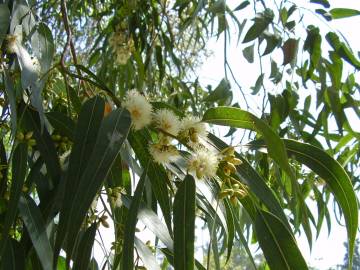 Fotografia da espécie Eucalyptus globulus