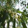 Fotografia 15 da espécie Eucalyptus globulus do Jardim Botânico UTAD
