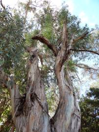 Fotografia da espécie Eucalyptus globulus