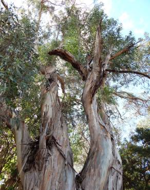 Fotografia 14 da espécie Eucalyptus globulus no Jardim Botânico UTAD