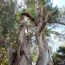 Fotografia 14 da espécie Eucalyptus globulus do Jardim Botânico UTAD