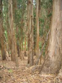 Fotografia da espécie Eucalyptus globulus