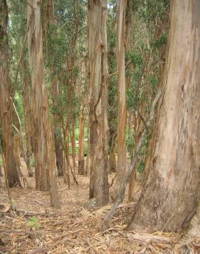 Fotografia 13 da espécie Eucalyptus globulus no Jardim Botânico UTAD