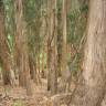Fotografia 13 da espécie Eucalyptus globulus do Jardim Botânico UTAD