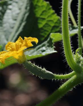 Fotografia 4 da espécie Cucumis sativus no Jardim Botânico UTAD