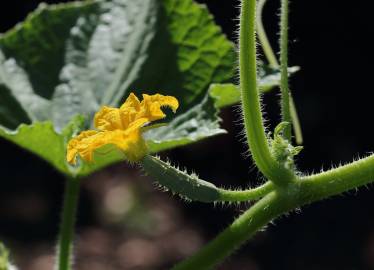 Fotografia da espécie Cucumis sativus