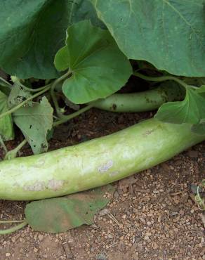 Fotografia 3 da espécie Cucumis sativus no Jardim Botânico UTAD