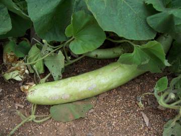 Fotografia da espécie Cucumis sativus