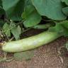 Fotografia 3 da espécie Cucumis sativus do Jardim Botânico UTAD