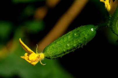 Fotografia da espécie Cucumis sativus