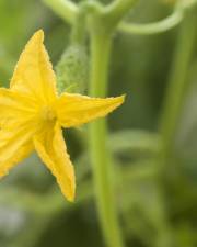 Fotografia da espécie Cucumis sativus