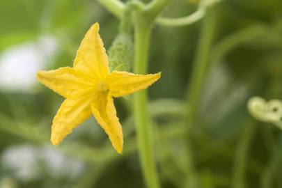 Fotografia da espécie Cucumis sativus