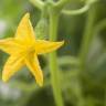 Fotografia 1 da espécie Cucumis sativus do Jardim Botânico UTAD