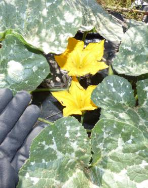 Fotografia 2 da espécie Cucurbita maxima no Jardim Botânico UTAD